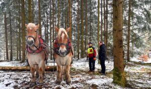 Winter ist Zeit für den Holzeinschlag in Thüringens Wäldern. Rückepferde helfen dabei.