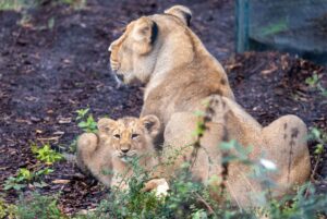 Eine Übernachtung in der künftigen Löwenlodge im Schweriner Zoo war für ein Dutzend Spender so lukrativ, dass sie besonders tief in die Tasche griffen. (Archivfoto)