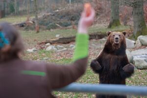 Während des Winterschlafs reduzieren Braunbären ihren Stoffwechsel auf ein Minimum - nach dem Aufwachen fressen sie zuerst leichte Rohkost.