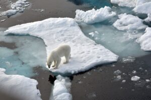 ILLUSTRATION. Ein Eisbär steht im Nordpolarmeer auf eine Eisscholle.