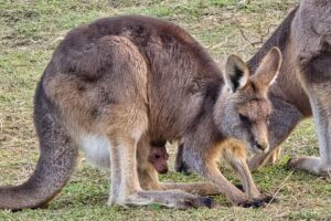 Das kleine Köpfchen des Känguru-Babys schaut aus dem Bauch der Mutter heraus