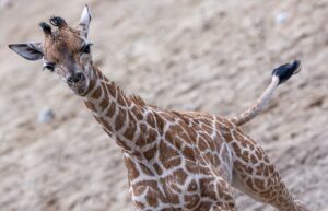 Giraffen-Bulle Mojo erkundete erstmals das Außengehege des Schweriner Zoos.