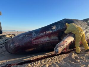 Mit einem Messer hatte ein Experte den Unterkiefer am Strand auf Sylt vom Kadaver gelöst.