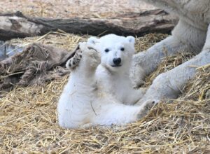 Das Karlsruher Eisbärbaby hat nun einen Namen. (Archivbild)