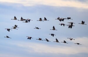 Während des Vogelzuges im Herbst besteht die größte Gefahr, dass Vögel gegen Glasfassaden fliegen. (Archivfoto)