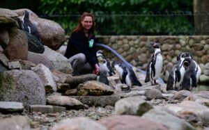 Die zoologische Leiterin im Weltvogelpark Walsrode kontrolliert Humboldtpinguine.