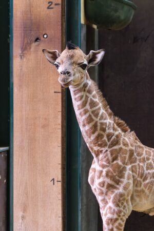 Noch so klein und schon so groß - Die Giraffen im Schweriner Zoo haben Nachwuchs bekommen. (Handout)