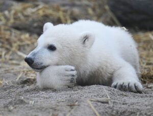 Das Eisbär-Baby heißt Mika.