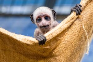 Im Duisburger Zoo haben die Bärenstummelaffen Nachwuchs bekommen.