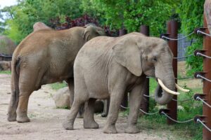 Elefantendamen Sweni (vorne) im Magdeburger Zoo erwartet Nachwuchs - der Zoo Magdeburg hofft damit auf einen ersten Erfolg für eine Erhaltungszucht. (Archivbild)