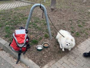 Das Foto eines ausgesetzten Hunds in Konstanz hat viele Zeugen auf den Plan gerufen.