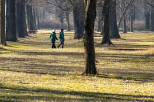 Aufgrund der Baumpflege sind in Dresdens Großem Garten Wege gesperrt. (Archivbild)