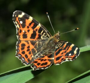 Das Landkärtchen ist eines der Arten, das seit 2005 seltener geworden ist. (Archiv)