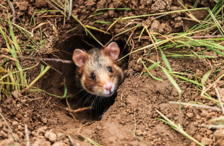 Mit Mitteln aus einem Förderprogramm unterstützt Thüringen Landwirte, die bei ihrer Arbeit besonders Rücksicht auf die Umwelt nehmen - das soll auch dem bedrohten Feldhamster zugutekommen. (Archivbild)