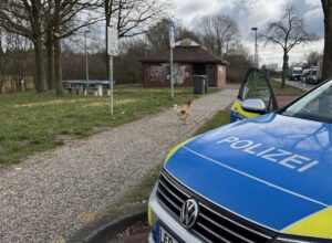 Bisher stellte Hahn Hermann keine Gefahr für den Straßenverkehr dar.