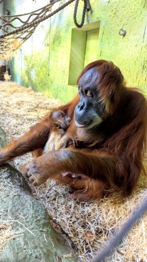 Orang-Utan-Dame Daisy hält ihren noch namenlosen Nachwuchs im Arm.