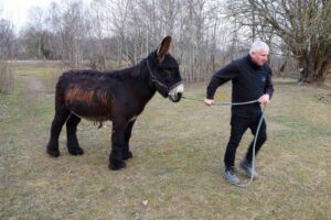 Der Züchter Serge Honorez führt Esel «Charles» über ein Feld im Tierpark Arche Warder. Charles wurde 2012 geboren.