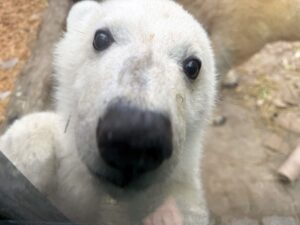 Neugierig ist der kleine Eisbär.