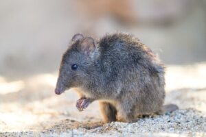 In den Zoo Osnabrück sind zwei Langschnauzen-Kaninchenkängurus eingezogen.