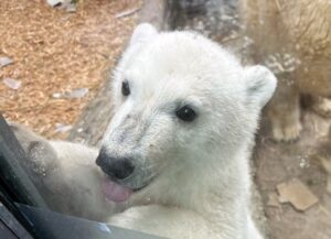 Bald können Zoogäste den Eisbären sehen. (Archivbild)