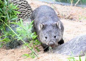 Das Wombat-Baby könnte bei der Aktion verletzt worden sein. (Symbolbild)