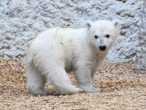 Der kleine Eisbär dürfte ab Mittwoch zum Publikumsmagneten im Karlsruher Zoo werden. (Archivbild)