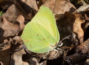 Die wärmenden Sonnenstrahlen der ersten Frühlingstage wecken Thüringens Insektenwelt auf. Hier ein Zitronenfalter. (Symbolfoto).