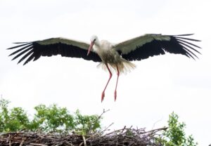 Bevor seine Partnerin Jette Hamburg erreicht, wird Storch Fiete das Nest noch herrichten. (Archivfoto)