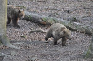 Gäste des Wildparks Knüll können die Bären jetzt wieder täglich besuchen.