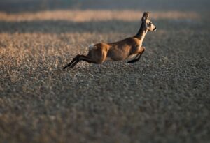 Der Bund Naturschutz sorgt sich um den Zustand des Waldes - und das hat auch mit dem Verbiss junger Bäume durch Rehwild zu tun. (Archivbild)