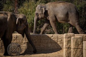 Der Zoo Hannover wird in diesem Jahr 160 Jahre alt.