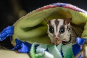 Tierschützer raten davon ab, Sugar Glider privat zu halten.