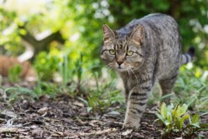 In der Natur stromern: Ist die Bindung zum Heim gefestigt, bietet der Garten eine Möglichkeit für einen kontrollierten Freigang.