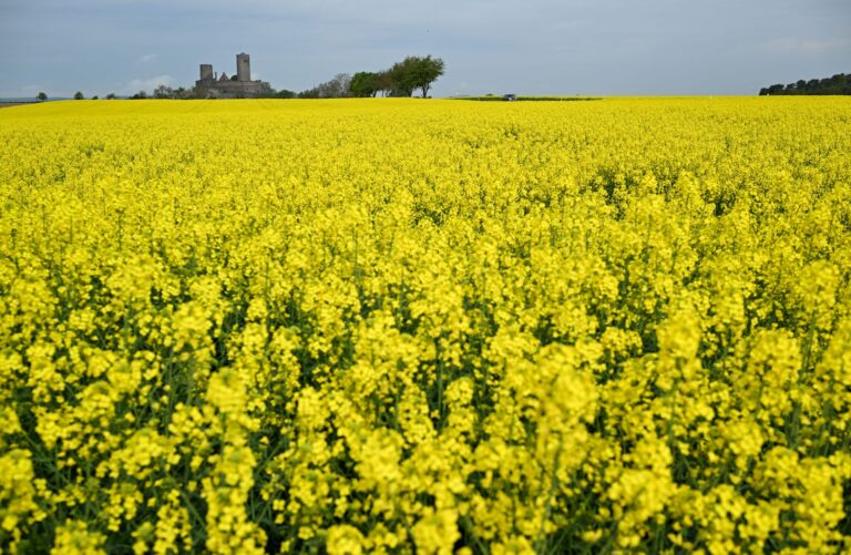 Viele Landwirte bauen Raps sehr großflächig an.  Foto: Arne Dedert/dpa