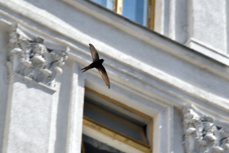 Die Mauersegler kehren zwischen April und Mai nach ihrer langen Winterpause zurück. (Archivbild) Foto: -/ukrin/dpa