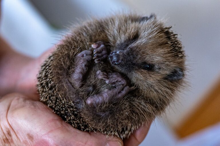 Die neun ausgesetzten Igel wurden an das Tierheim übergeben. (Symbolbild) Foto: Armin Weigel/dpa