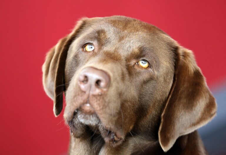 Der Labrador Retriever war in den letzten 16 Jahren des Sachsen-Anhalters liebster Haushund. (Archivbild) Foto: Bernd Wüstneck/dpa-Zentralbild/dpa