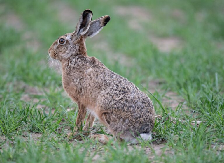 Für Hasen endet die Hasenpest in der Regel tödlich, aber auch Menschen können sich damit infizieren - Vorsicht beim Umgang mit Wildtieren ist geboten. (Archivfoto) Foto: Boris Roessler/dpa