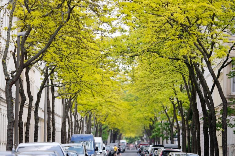 Gleditschien zählen zu den «Klimabäumen»- sie können auch Hitze in der Stadt vertragen. Foto: Sebastian Willnow/dpa