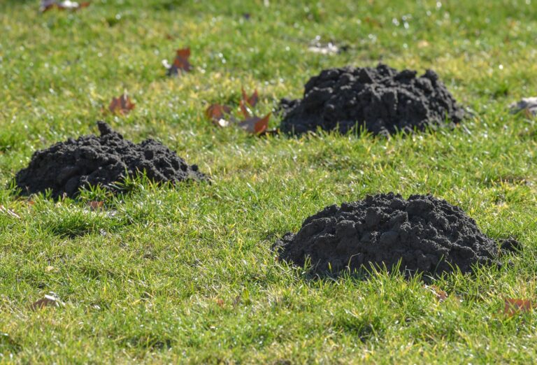 Unerwartete Gartenhilfe: Maulwürfe lockern den Boden und fressen Schädlinge. Foto: Patrick Pleul/dpa/dpa-tmn