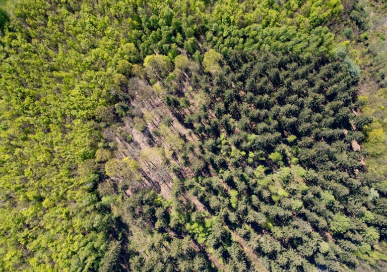 Unternehmen initiieren und finanzieren Baumpflanzung im Osterzgebirge  Foto: Robert Michael/dpa