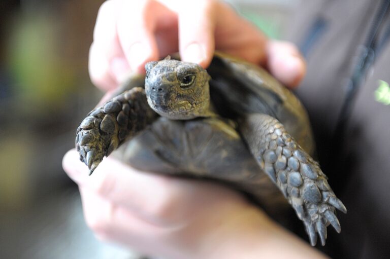 Kein Kuscheltier: Schildkröten wollen am liebsten nicht angefasst werden. Foto: picture alliance / dpa
