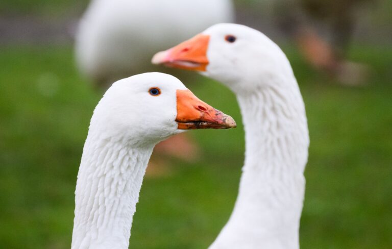 Gänse-Eltern sind im Landkreis Konstanz von einem Zug überrollt worden. (Symbolbild) Foto: Julian Stratenschulte/dpa