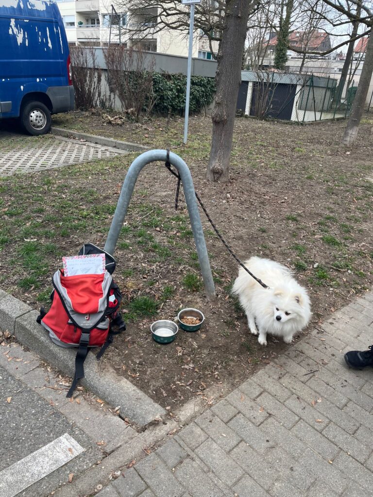 
Zwar mit Futter und Wasser, aber allein wurde dieser Hund zurückgelassen. Foto: -/Polizei Konstanz/dpa