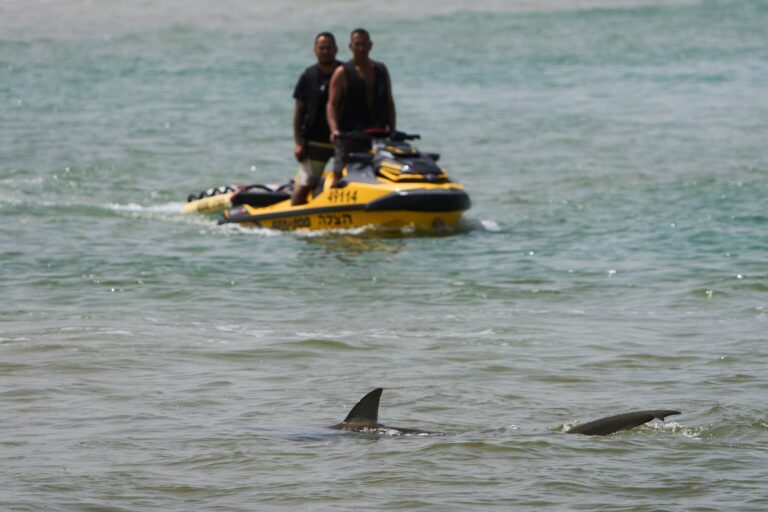 Haiangriffe sind in Israel äußerst selten.  Foto: Ariel Schalit/AP/dpa