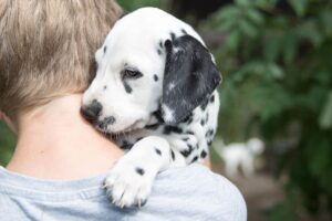 Ein aufregendes Ereignis, das gut vorbereitet sein will: Ein Hundewelpe zieht zu Hause ein.