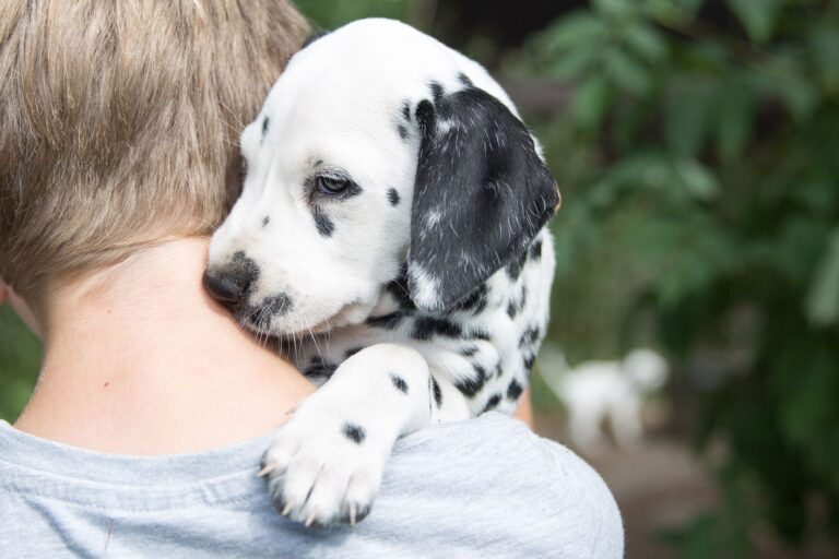 Ein aufregendes Ereignis, das gut vorbereitet sein will: Ein Hundewelpe zieht zu Hause ein. Foto: Florian Schuh/dpa-tmn/dpa