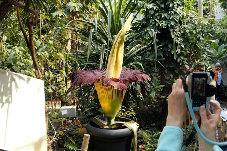 Der Titanenwurz, die größte Blume der Welt, blüht jetzt in Bremen. Foto: Jörn Hüneke/dpa