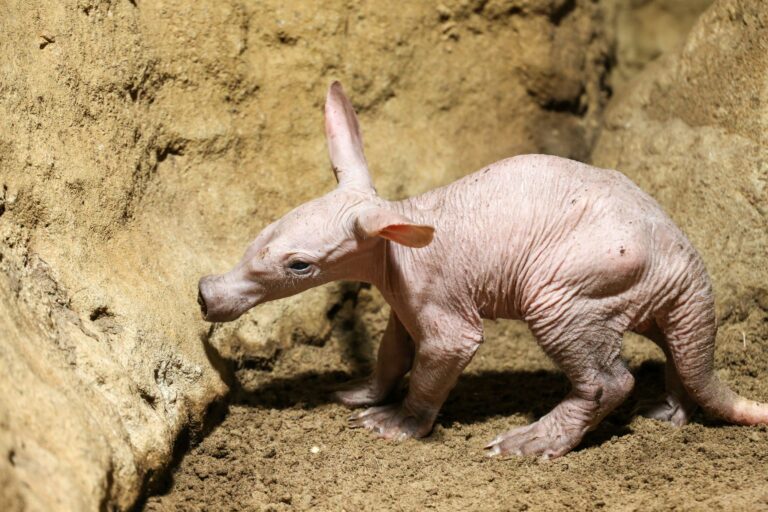 Die Zunge von Erdferkeln kann bis zu 25 Zentimeter lang werden. Foto: ---/Zoo Berlin/dpa