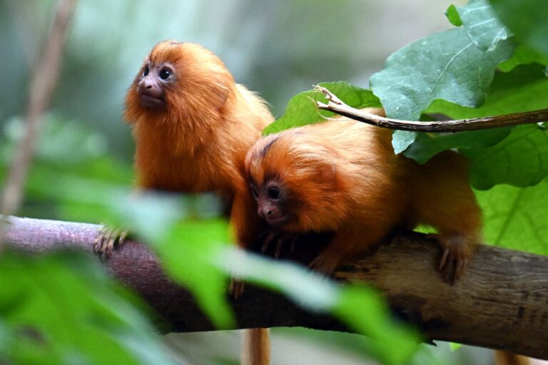 Am 28. Februar sind die Löwenäffchen im Zoo zur Welt gekommen. Foto: Federico Gambarini/dpa